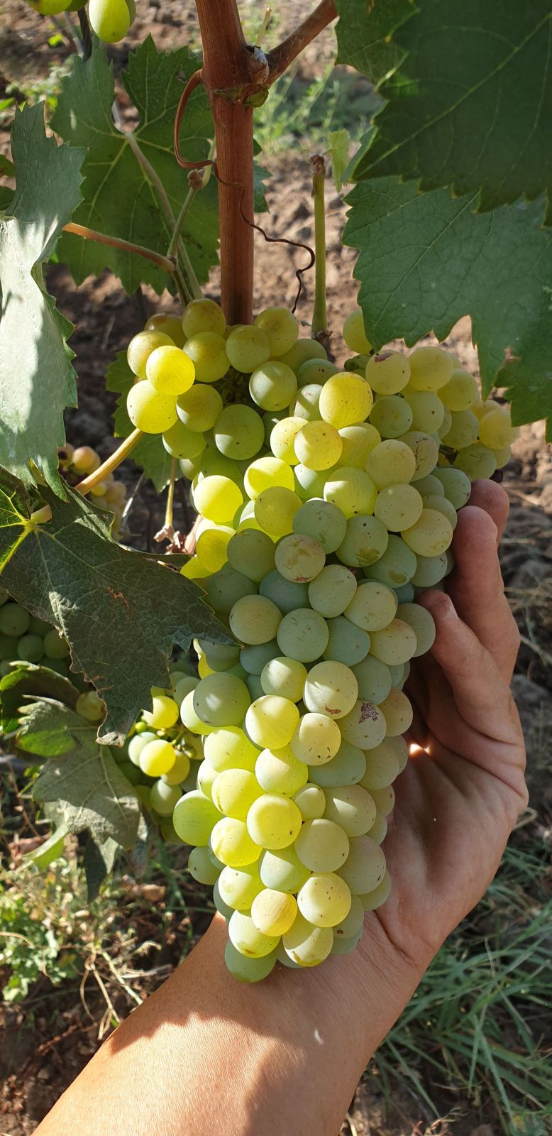 Close-up of Carricante grape clusters ripening on Mount Etna’s volcanic slopes, Sicily’s iconic white wine variety